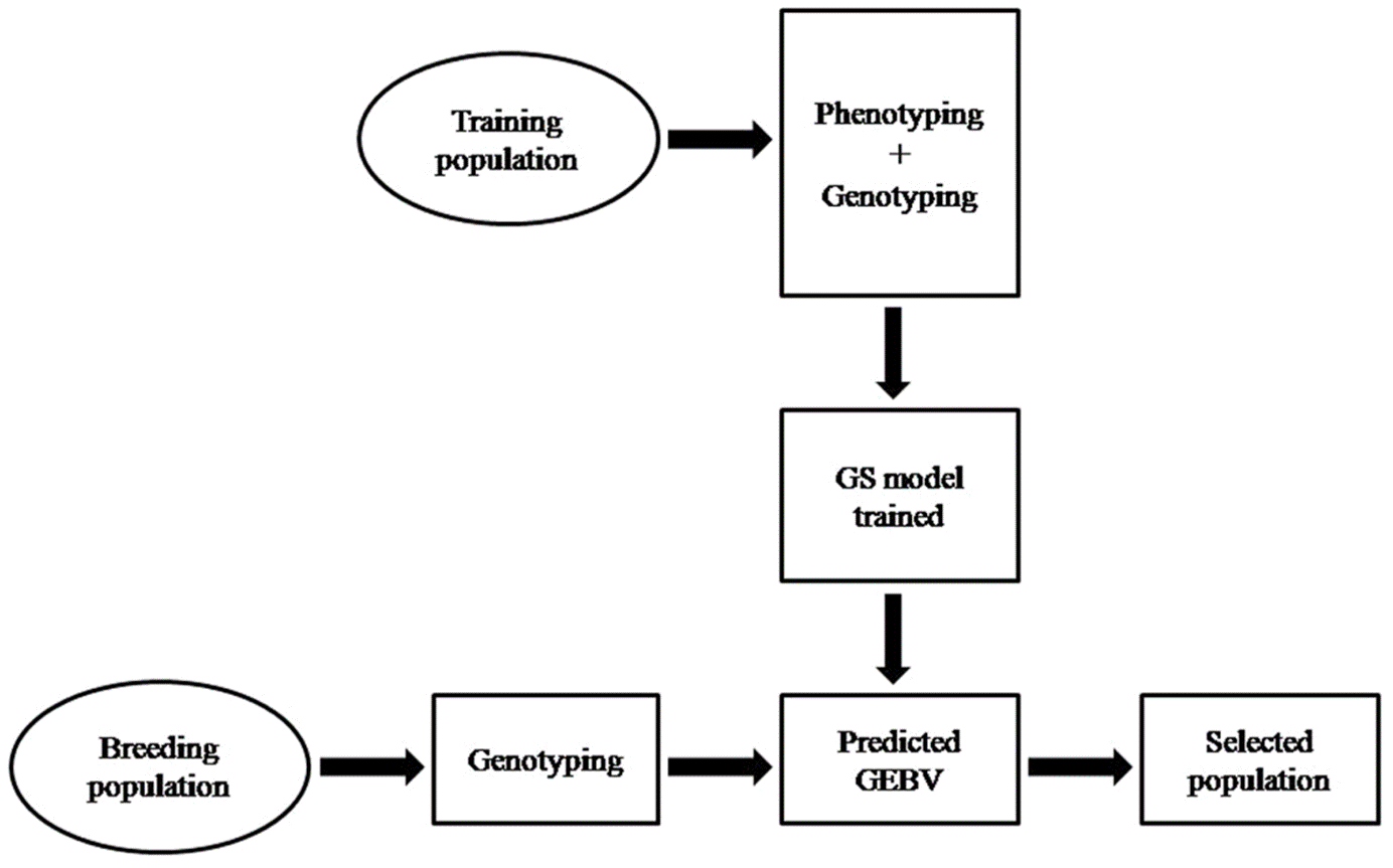 Fig 2. Genomic selection 과정